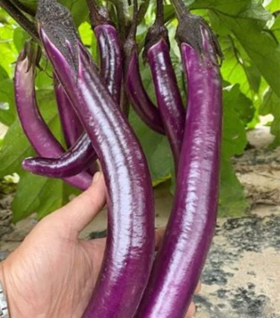  - YW - Vânătă lunga mov Fengyuan