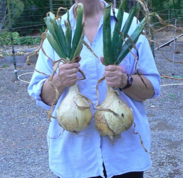  - YW - Ceapă Ailsa Craig