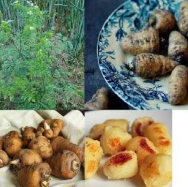  - YW - Bulbi de pământ KOREANSKA KRASULICA