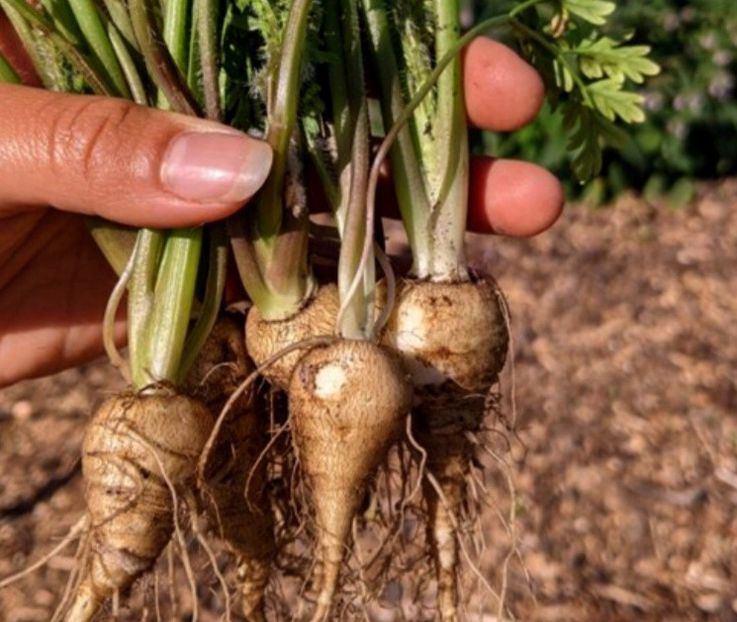  - YW - Bulbi de pământ KOREANSKA KRASULICA