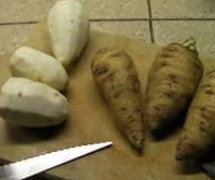  - YW - Bulbi de pământ KOREANSKA KRASULICA