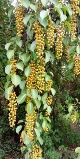  - YW PLANTA MEMORIEI Celastrus paniculatus