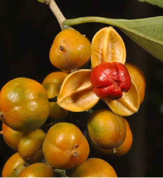  - Liana cerebrală sau Intellect Plant