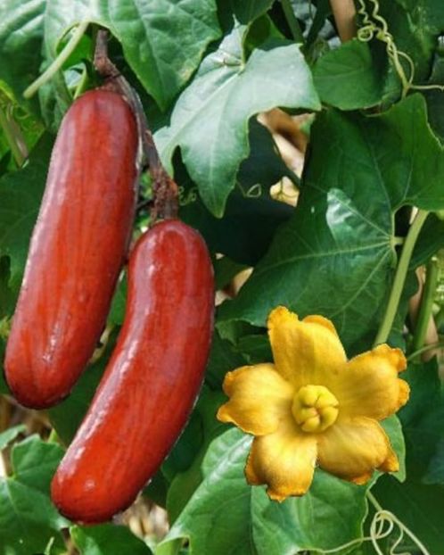  - YW Dovlecel CASSABANANA SICANA ODORIFERA