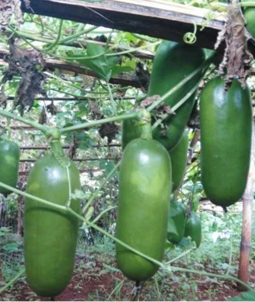  - YW Dovlecel CASSABANANA SICANA ODORIFERA