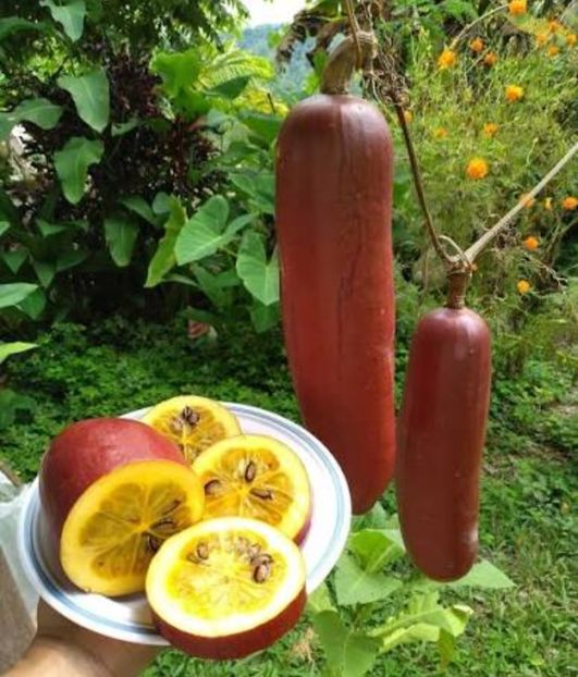  - YW Dovlecel CASSABANANA SICANA ODORIFERA