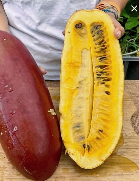  - YW Dovlecel CASSABANANA SICANA ODORIFERA