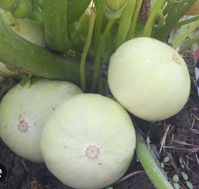  - WY Dovlecel indian mic PEPO