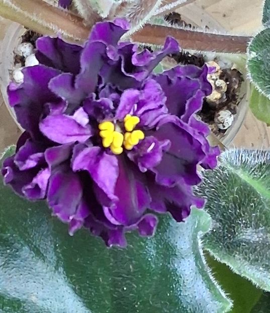  - DN- Varta Pam yati