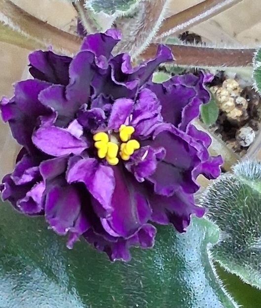  - DN- Varta Pam yati