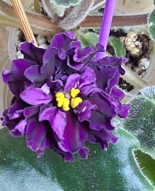  - DN- Varta Pam yati