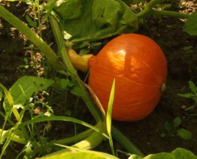  - AYW DOVLEAC POTIMARRON