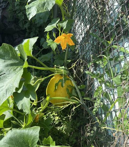  - AYW DOVLEAC POTIMARRON