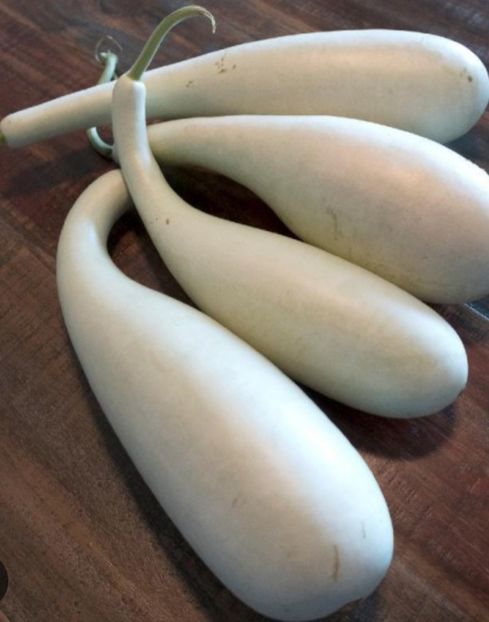  - YW DOVLECEL Ornamental Pinguin