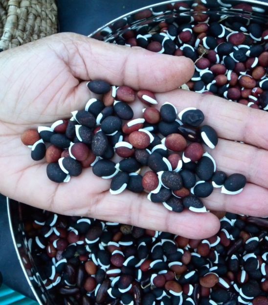  - YW FASOLE Lab Lab Ruby Moon