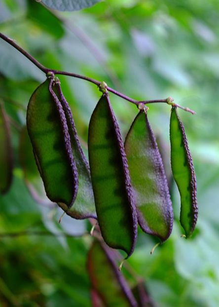  - YW FASOLE Lab Lab Ruby Moon