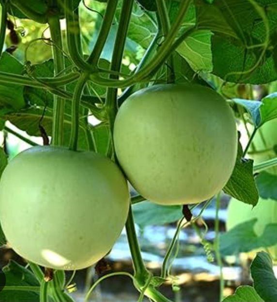  - YW DOVLECEL ROTUND MAR indian