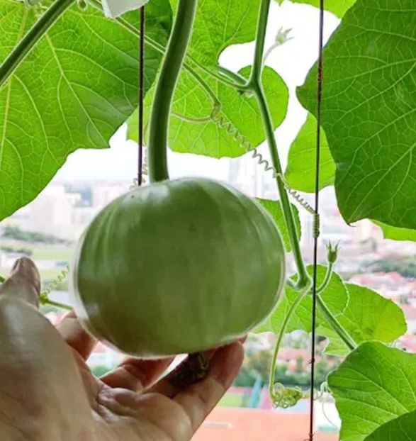  - YW DOVLECEL ROTUND MAR indian