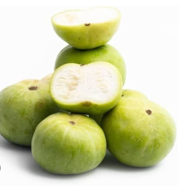  - YW DOVLECEL ROTUND MAR indian