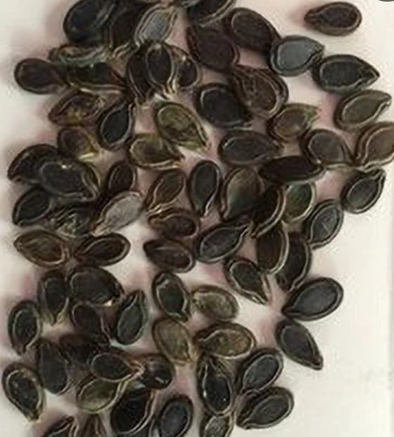  - YW DOVLECEL ROTUND MAR indian