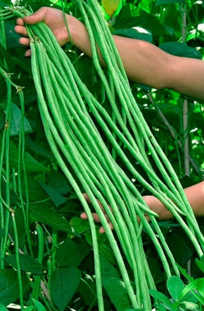  - YW FASOLE Yardong taindeza MIXT