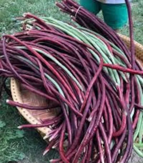  - YW FASOLE Yardong taindeza MIXT