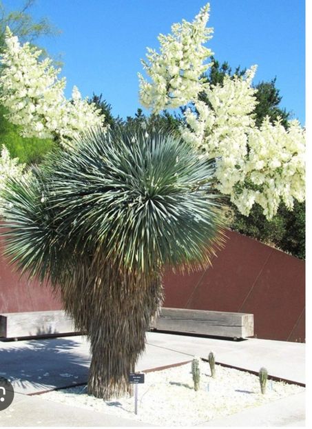  - YW YUCCA ROSTRATA