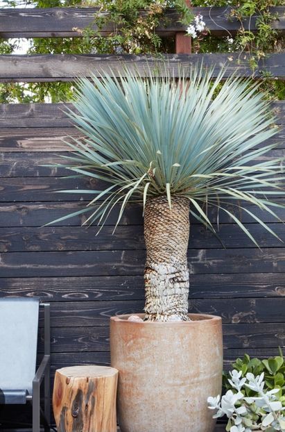  - YW YUCCA ROSTRATA
