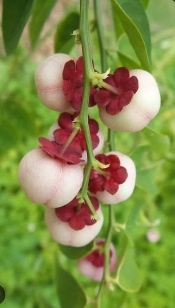  - YW LEGUMA SAUROPUS Androgynus