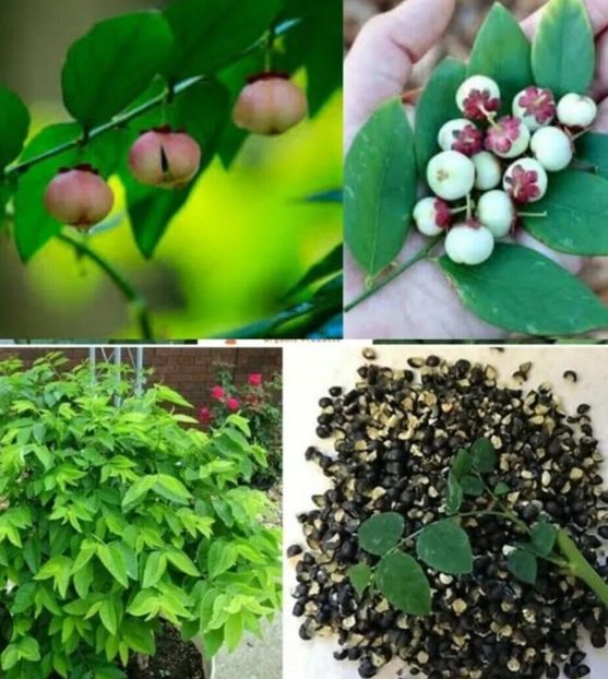  - YW LEGUMA SAUROPUS Androgynus