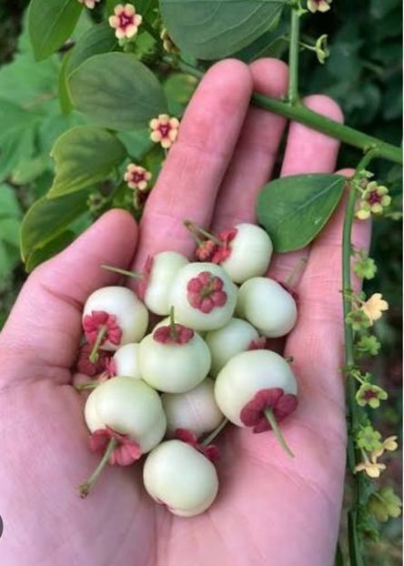  - YW LEGUMA SAUROPUS Androgynus