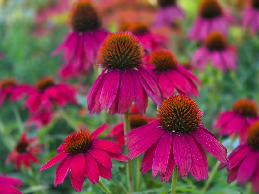 Echinaceea Lakota Red - 00_2025 Primăvara_ Vara