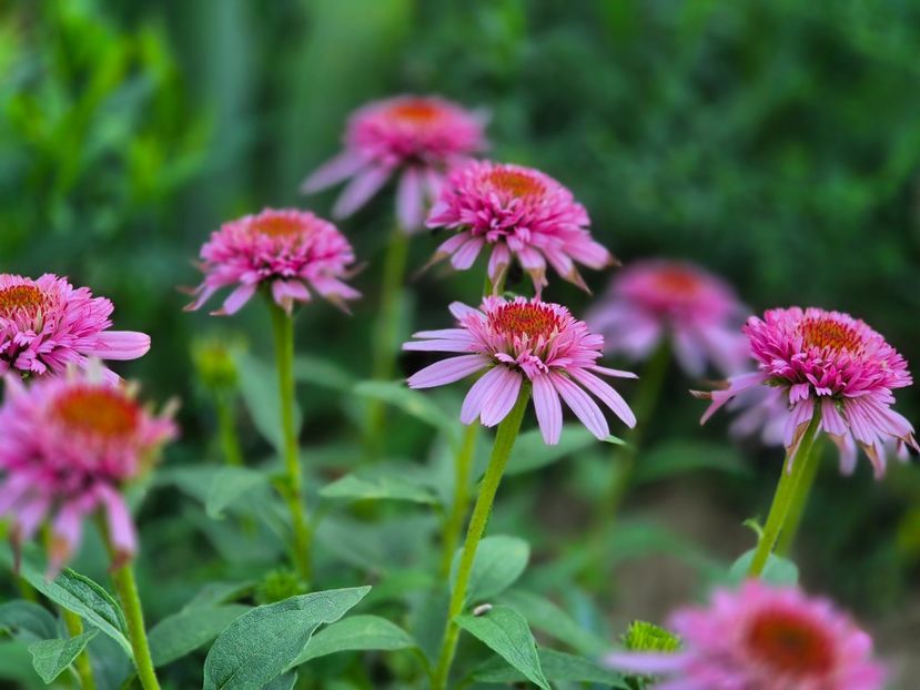Echinaceea Kiss Buterfly - 00_2025 Primăvara_ Vara