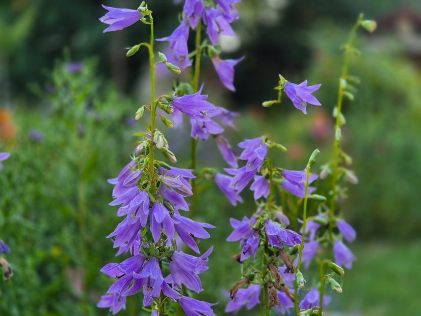 Adenophora Gaudi Violet - 00_2025 Primăvara_ Vara