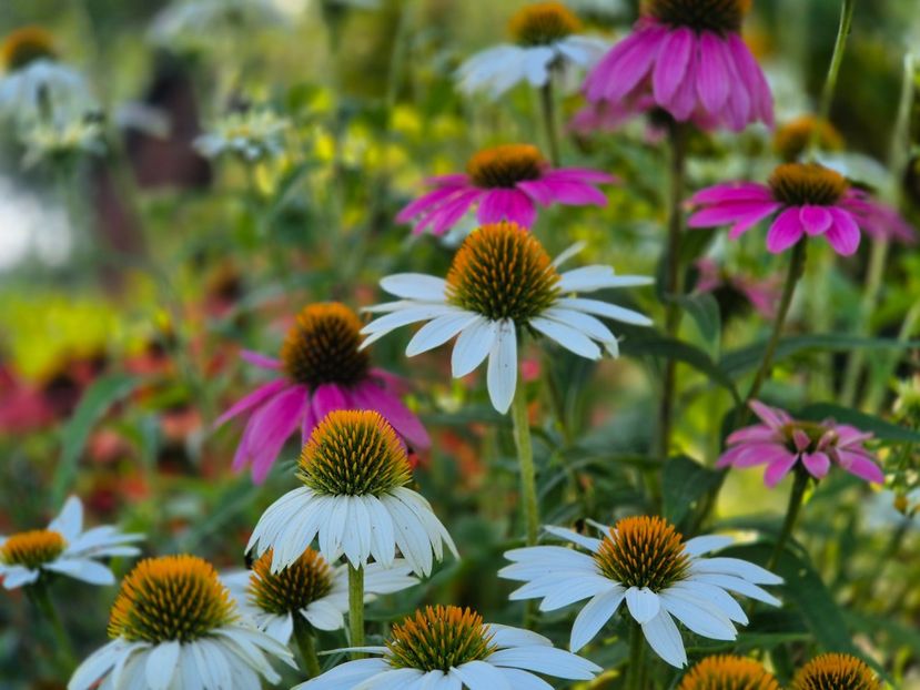 3e74720f-6ebb-4b62-aabc-9447f008e989-1_all_34686 - 00_2025 Primăvara_ Vara