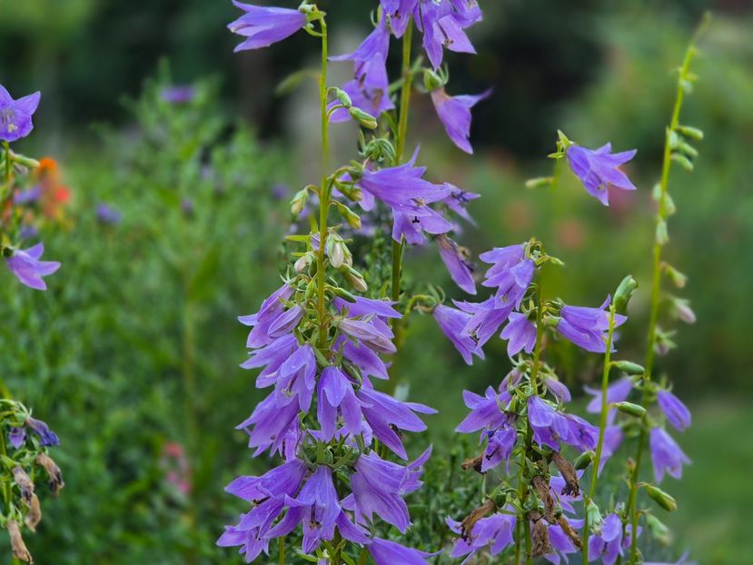  - 00_2025 Primăvara_ Vara