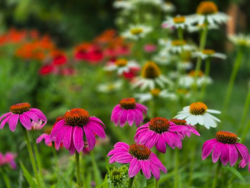 3e74720f-6ebb-4b62-aabc-9447f008e989-1_all_33400 - 00_2025 Primăvara_ Vara