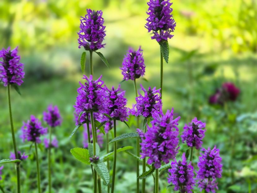  - 00_2025 Primăvara_ Vara