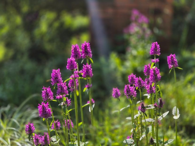  - 00_2025 Primăvara_ Vara