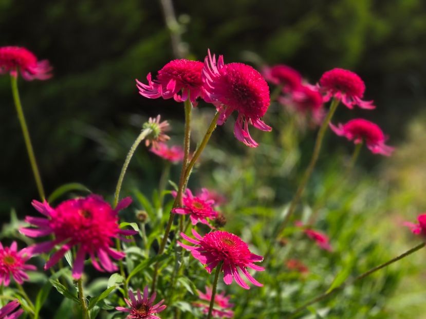  - 00_2025 Primăvara_ Vara