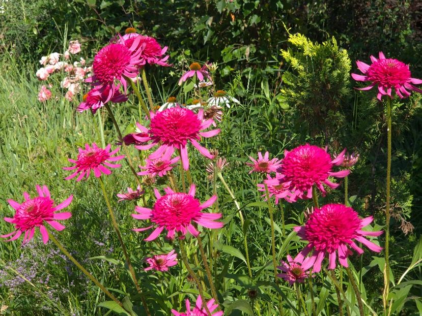 3e74720f-6ebb-4b62-aabc-9447f008e989-1_all_33218 - 00_2025 Primăvara_ Vara