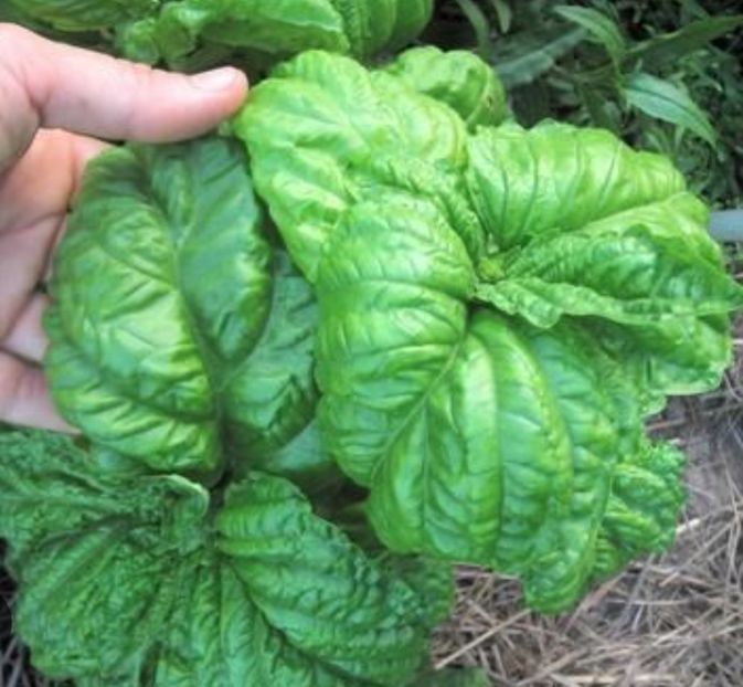  - YW BUSUIOC MAMMOTH