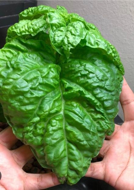  - YW BUSUIOC MAMMOTH