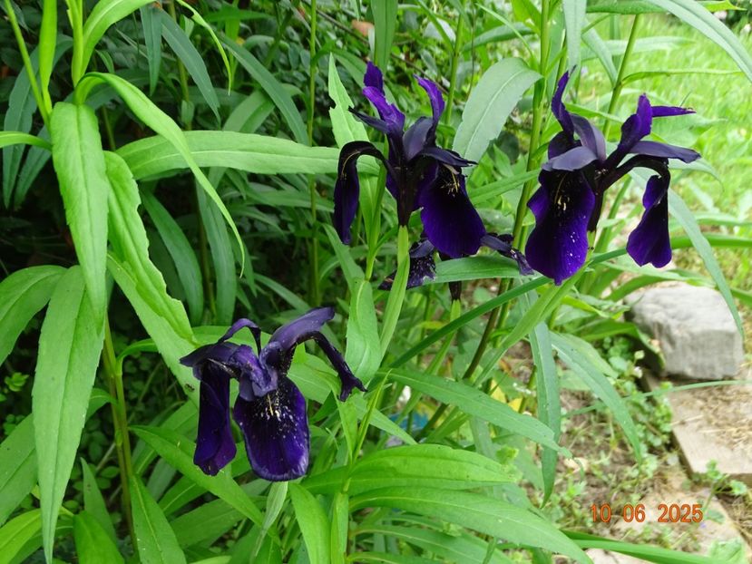  - Irisi 2025 -Dobarland