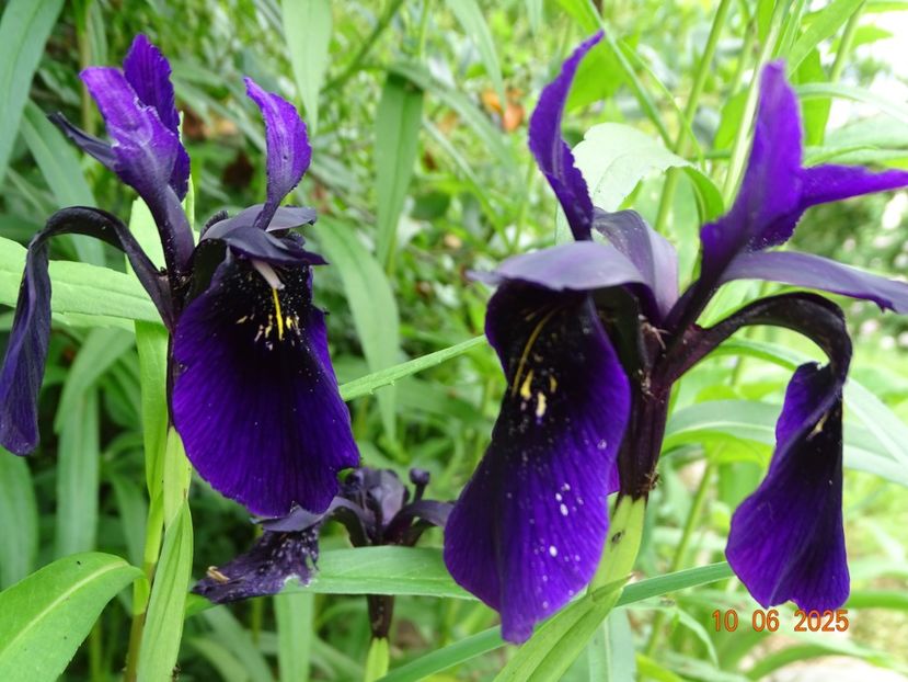  - Irisi 2025 -Dobarland