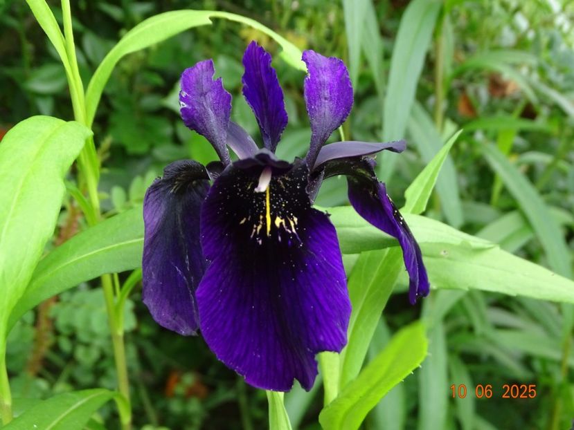  - Irisi 2025 -Dobarland