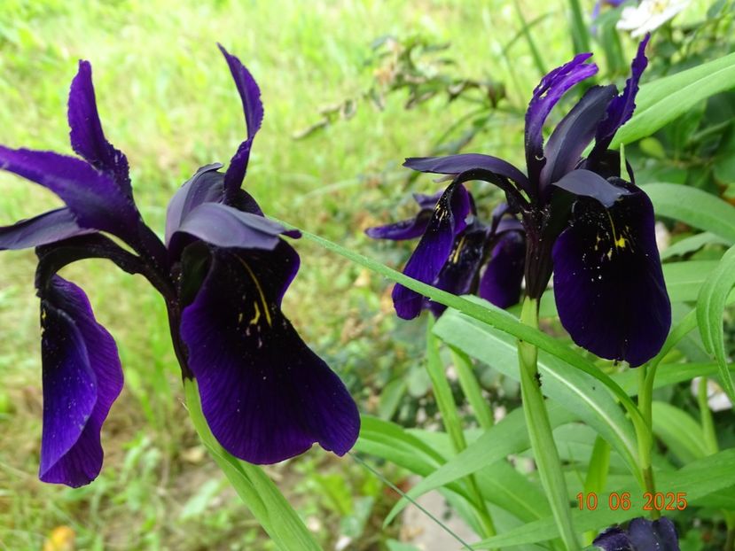  - Irisi 2025 -Dobarland