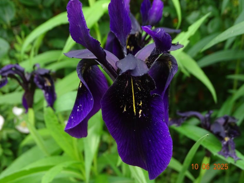  - Irisi 2025 -Dobarland