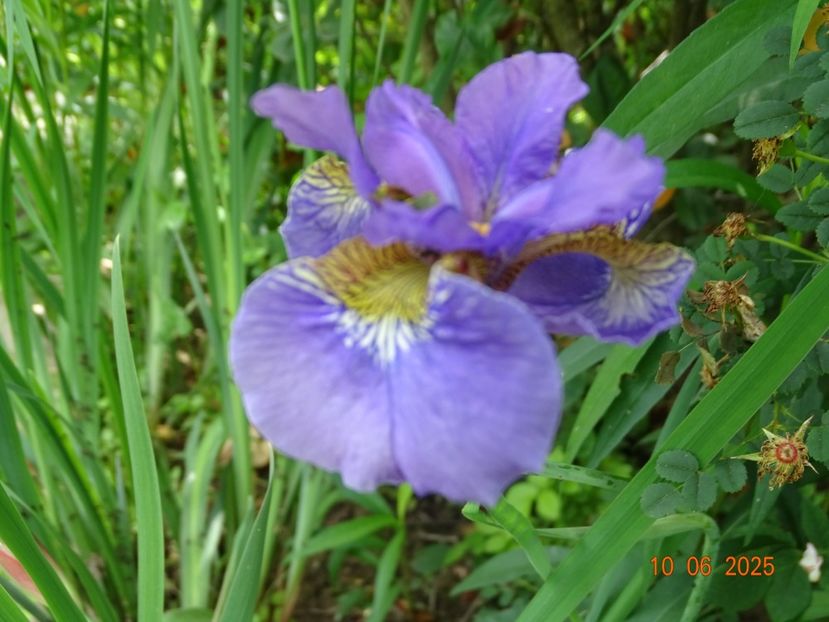  - Irisi 2025 -Dobarland