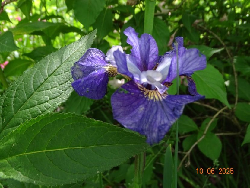  - Irisi 2025 -Dobarland